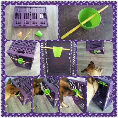 Diy Dog Games, Diy Dream Catcher, Chat Diy, Brain Games For Dogs, Dogs Diy Projects, Diy Dog Food, Brain Game, Diy Dog Toys, Dog Enrichment