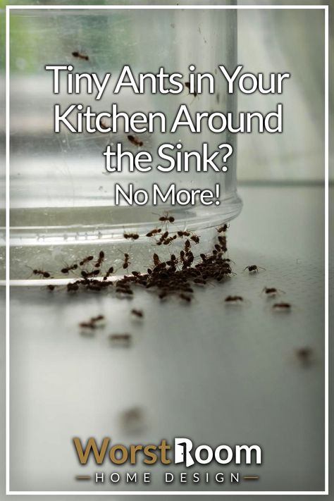 Tiny Ants in Your Kitchen Around the Sink? No More! How To Get Ride Of Ants In Your House, How To Get Ants Out Of Your House, Ants In Kitchen Get Rid Of, How To Get Rid Of Small Ants In Kitchen, Getting Rid Of Ants In Kitchen, How To Get Rid Of Black Ants In House, Keep Ants Out Of House, How To Get Rid Of Tiny Ants In Kitchen, Killing Ants In The House