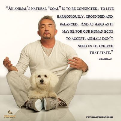 Cesar Millan Quotes, Dog Whisper, Dog Whisperer Cesar Millan, Dog Psychology, Cesar Millan, Dog Whisperer, Dog Training Techniques, Train Your Dog, Dog Info