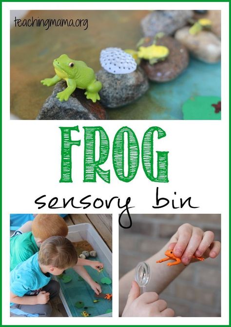 Frog Life Cycle Sensory Bin -- learn about frogs with a hands-on sensory bin! Frog Sensory Bin, Frog Unit Study, Frogs Preschool, Frog Activities, Frog Life Cycle, Life Cycles Activities, Lifecycle Of A Frog, Frog Theme, Frog Life