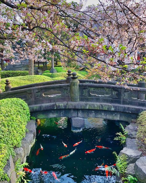 @verita7d:「Japan 2019: 🌸 Garden with fishes and blossoming sakuras🌸🎏 #japantravelphoto #tokyotrip…」 Japanese Koi Pond, Ancient Houses, Lake Garden, Japan Garden, Kyoto Travel, Asian Architecture, Asian Garden, Koi Fish Pond, Japanese Koi