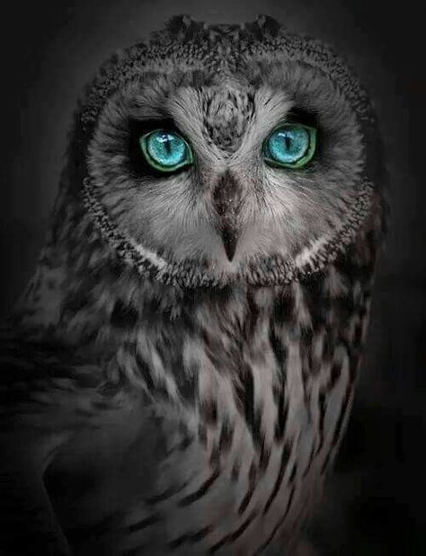 Owl with Blue Green eyes Regnul Animal, Owl Pictures, Beautiful Owl, Cheshire Cat, Pretty Birds, Colorful Birds, Cute Owl, Amazing Photos, Cool Stuff