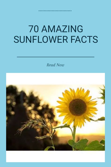 Discover 70 amazing facts about sunflowers, from their origin in the Americas to their cultural significance and interesting characteristics. Learn why these bright blooms are more than just a pretty flower as they have a unique way of following the sun across the sky. Whether you're a gardening enthusiast or just love learning about flowers, explore the fun of sunflowers today. Uncover the trivia that makes sunflowers truly special in the plant world! Facts About Sunflowers, Sunflower Facts, Russian Orthodox Church, Russian Orthodox, Pretty Flower, Amazing Facts, Sunflower Oil, The Plant, New Chapter