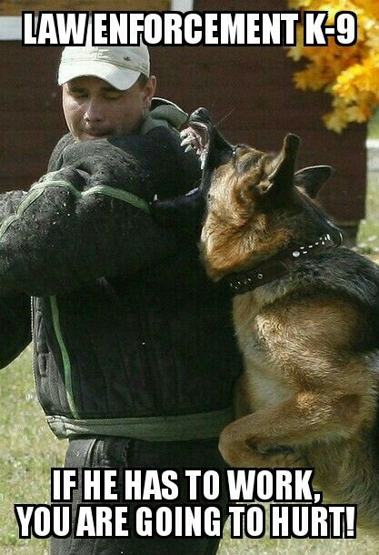 LEO K-9 Alsations German Shepherds, Dog Protection, Guard Dog Training, Dog Whining, Protection Dogs, Dog Hero, Military Working Dogs, Puppy Biting, Police Dog