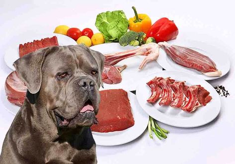 Raw Dog Food Diet Recipes for Cane Corso Adults & Puppies Raw Dog Food Diet Recipes, Raw Food Diet Recipes, Food Diet Recipes, Dog Raw Diet, Raw Feeding For Dogs, Mastiff Puppy, Raw Dog Food Diet, Italian Mastiff, Raw Dog Food