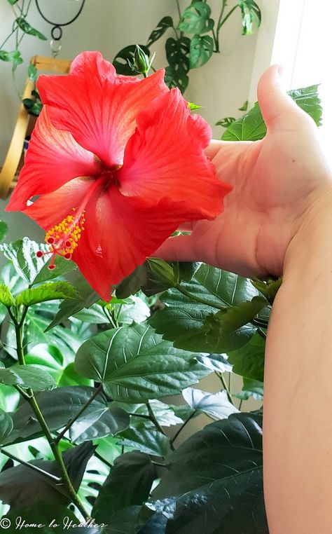 Hibiscus Plant Care, Hibiscus Fertilizer, Hibiscus Care, Growing Hibiscus, Hibiscus Tree, Hardy Hibiscus, Bucket Gardening, Backyard Plants, Hibiscus Plant