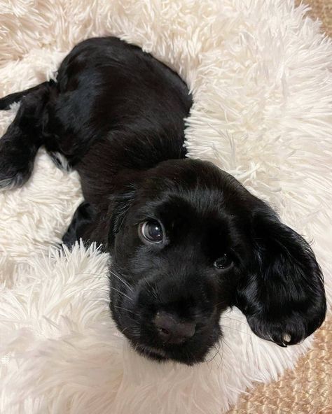 Black Cocker Spaniel Puppy, Black Cocker Spaniel Aesthetic, Black English Cocker Spaniel, English Cocker Spaniel Aesthetic, English Cocker Spaniel Black, Cocker Spaniel Aesthetic, Black Cocker Spaniel Puppies, Cooker Spaniel, Black Spaniel