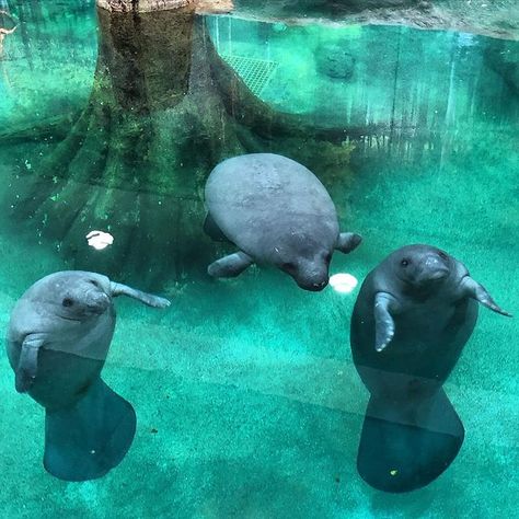 Manatee Aesthetic, Cute Manatee, Bishop Museum, Animals Tattoo, Museum Of Science, Wallpaper Aesthetics, Sea Cow, Deep Sea Creatures, Manatees