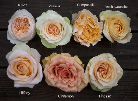 The Peach Rose Study Juliet Garden Rose, Rose Varieties, Peach Rose, Flower Guide, Types Of Roses, Garden Types, Garden Rose, Flora Fauna, Flower Names