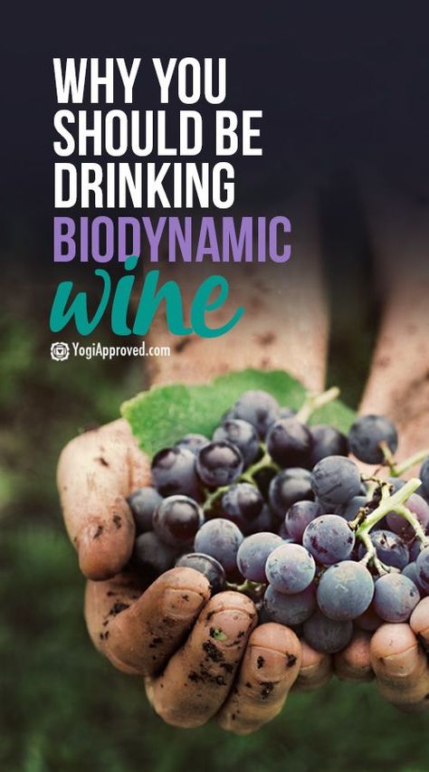 Biodynamic Wine, American Dinner, Vegan Wine, Best Workout Routine, Different Wines, Wine Guide, Natural Ecosystem, Wine Food Pairing, Natural Wine