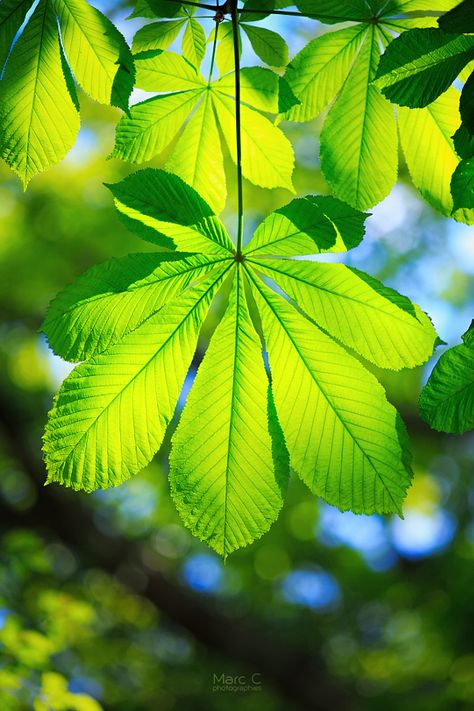 Natural shape by MarcC photographies - Photo 149210143 - 500px Horse Chestnut Leaves, Chestnut Leaf, Horse Chestnut, Chestnut Horse, Wedding Book, Natural Shapes, Chestnut, Plant Leaves, Mood Board