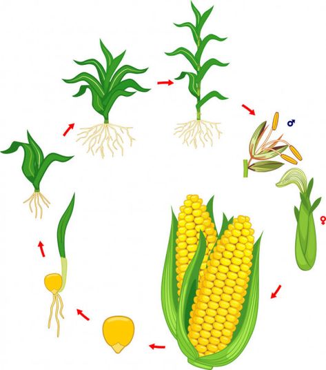 Plant Growth Stages, From Seed To Plant, Maize Plant, Seed To Plant, October Lessons, Science Experience, Corn Maize, Corn Plant, Teaching Aids