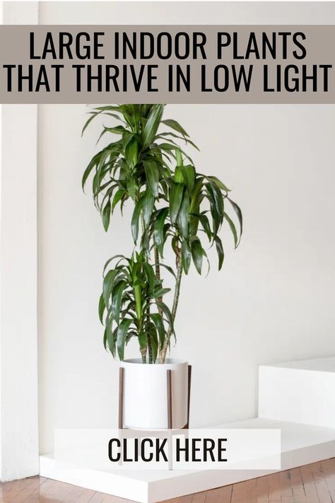 Explore Large Indoor Plants that Thrive in Low Light to enhance your plant home decor. Elevate your living room interior design with these versatile plants that add beauty and greenery to any space. House Plants For Living Room, Large Bedroom Plants, Tall Plants Indoor Living Rooms, Tall Low Light Indoor Plants, Low Light House Plants Living Room, Bio Philic Interior Design, Plants Next To Fireplace, Large Low Light House Plants, Large Indoor Plants Living Rooms