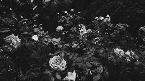 Roses black and white Black And White Wallpaper Landscape, Aesthetic Black Background Landscape, Black And White Rose Aesthetic, Laptop Wallpaper High Quality Landscape, Black And White Laptop Background, Black Wallpaper Ipad Horizontal, Black And White Widget Long, Black And White Aesthetic Laptop, Dark Ipad Wallpaper Aesthetic Horizontal