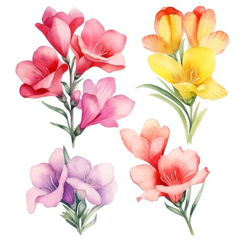 Hermosas acuarelas freesia flores clipar... | Premium Vector #Freepik #vector #flor #floral #flor-rosa #flower-design Flowers Shop, Arte Floral, Botany, Flower Design, Drawing Tutorial, Premium Vector, Tattoos, Drawings, Flowers