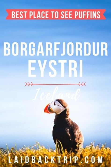 Borgarfjordur Eystri, Iceland | Borgarfjordur Eystri (Borgarfjörður) is one of the top spots to see puffins in Iceland in the summer. Visit with us Borgarfjordur, a small village famous for wonderful scenery and nesting birds. Our travel guide includes tips on how to visit Borgarfjordur fjord, how to get there, where to stay, and what is the best way to see and photograph the colony of puffins. | #borgarfjordureystri #puffinbirdsiceland #icelandpuffinswatching #wheretoseepuffinsiceland Iceland Puffins, Top Europe Destinations, The Colony, Small Village, Travel Articles, Travel Pins, Iceland Travel, Fire And Ice, Europe Destinations