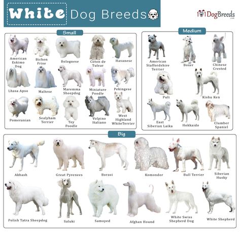 List of Small, Medium, & Big White Dog Breeds With Pictures Elegant Dog Breeds, Dog Breeds Big, Big White Dog, Dog Breeds Chart, White Dog Breeds, White Fluffy Dog, Fluffy Dog Breeds, Dog Infographic, Big Fluffy Dogs