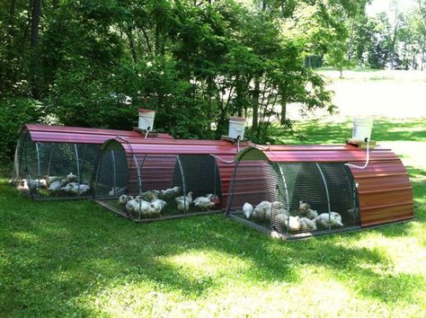 [ IMG] Meat Chicken Coop Ideas, Chicken Housing, Reban Ayam, Chicken Barn, Meat Birds, Portable Chicken Coop, Chicken Pen, Chicken Tractors, Chicken Tractor