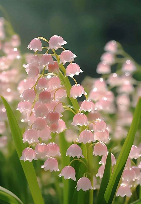 Wet Flowers, Pretty Flowers Pictures, Bouquet Home Decor, Lily Of The Valley Flowers, Valley Flowers, Artificial Flowers Wedding, Nothing But Flowers, Pretty Landscapes, Flower Therapy