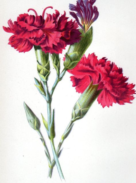 Antique lithograph of a Clove Carnation from 1887 Familiar Garden Flowers by Hulme. Matted in an 8 X 10 archival ivory mat with acid free matting. Ready for framing. //We do all of our own matting in house// Print Details Condition : very good Measurements: Matted 8 X 10, Image opening: 4 1/2 X 7 Type: lithograph Clove Flower, Scented Flowers, Antique Art Prints, History Research, Antique Botanical Print, Garden Flowers, Flower Beauty, Antique Prints, Horticulture