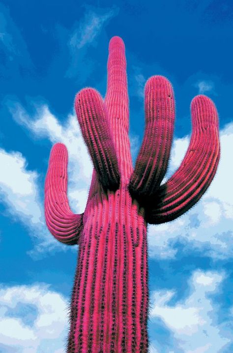 Cactus Mexico, Mexico Cactus, Rainbow Cactus, Cactus Seeds, Pink Cactus, Cactus Planta, Sister Jane, Cactus Art, Saguaro Cactus