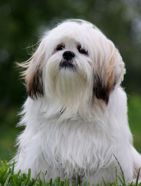 Low Maintenance Dog Breeds, Cutest Small Dog Breeds, Lhasa Apso Puppies, Funny Pugs, Chinese Dog, Cute Small Dogs, Adoptable Beagle, Ragdoll Cats, Teacup Chihuahua