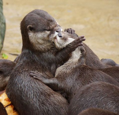 Cute Animals Kissing, Animals Kissing, Significant Otter, Otters Cute, Otter Love, Baby Otters, Sweet Animals, Animal Photo, 귀여운 동물