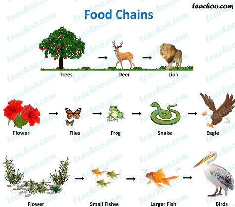 Food Chain and Food Web - Meaning, Diagrams, Examples - Teachoo Food Chain Animals, Animal Food Chain Project, Food Chain Science Project, Jaring Jaring Makanan, चित्र वर्णन, Animal Food Chain, Food Chain Project, Food Chain And Food Web, Food Webs Projects