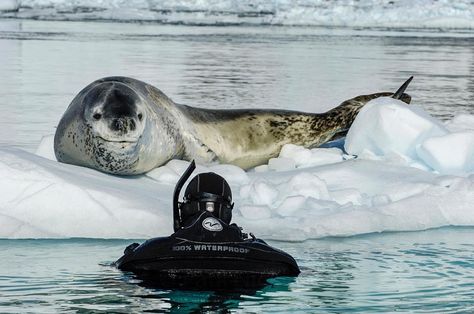 Of course I was very focussed as this large leopard seal drifted towards me on a pan of sea ice in Antarctica.  She was extremely beautiful and I wanted capture her world in a single frame.  The image that @natgeo finally published from this encounter was a half and half split, where half of the image was above water and the other half was below water.  I want the viewer to realize that this moment is as much about climate change and the importance of sea ice as it is about the seal. The seal is National Geographic Expeditions, Leopard Seal, Ocean Currents, National Geographic Photographers, Ocean Current, Good Buddy, Marine Mammals, Scuba Diver, Sea Lion