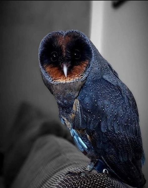 One in 100,000 - Black Barn Owl, Regard Animal, Black Barn, Owl Pictures, Exotic Animals, Pretty Animals, Writing Prompt, Appaloosa, Pretty Birds