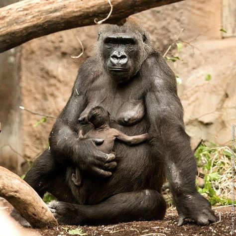 Female Gorilla, Peaceable Kingdom, Baby Gorilla, Silverback Gorilla, Baby Gorillas, Mountain Gorilla, Great Ape, List Of Animals, Animal Magic