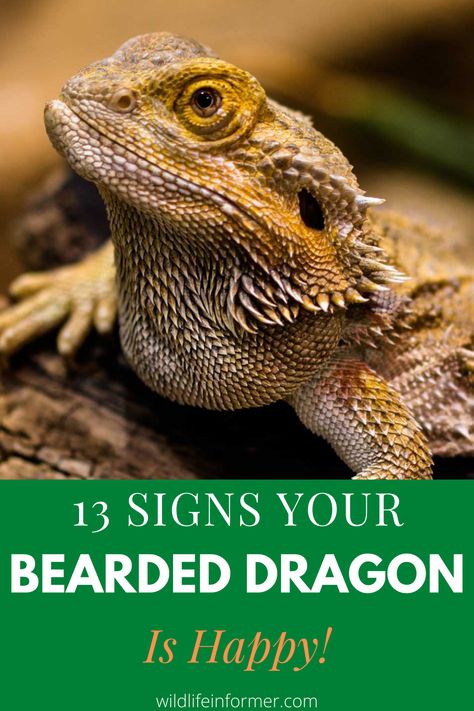 Are you a Beared Dragon owner and wondering if your beardie is happy and comfortable in its enclosure? In this article we'll tell you some key signs to look for that will tell you if your dragon is happy and healthy. Brumation Bearded Dragon, Cute Bearded Dragon Tank Ideas, Bearded Dragon Body Language, Bearded Dragon Outdoor Enclosure, Diy Bearded Dragon Enclosure Decor, Beared Dragon Cage Ideas Cute, Bearded Dragon Feeding, Diy Bearded Dragon Enclosure, Dragon Enclosure