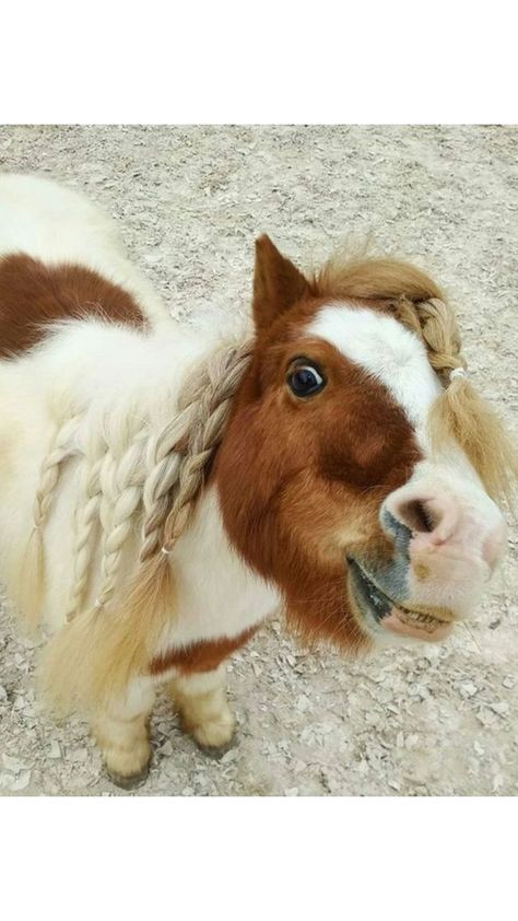 Shetty Pony, Mini Shetland Pony, Mini Shetland, Luxury Horse Barns, Shetland Ponies, Miniature Ponies, Funny Horse Pictures, Horse Poses, Tiny Horses