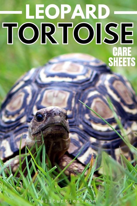 Check the care sheets on leopard tortoise (stigmochelys pardalis) species. Leopard tortoises have intricate black and yellow spots across their high-domed shells. These patterns expand as the specimen gets older. Their skin is typically brown or tan colored. Learn more about their family, breeding, habitat, lifespan, burrows, diet. Leopard Tortoise Food, Leopard Tortoise Enclosure, Tortoise Enclosure Indoor, Herbivorous Animals, Red Footed Tortoise, Tortoise Food, Tortoise Enclosure, Leopard Tortoise, African Leopard