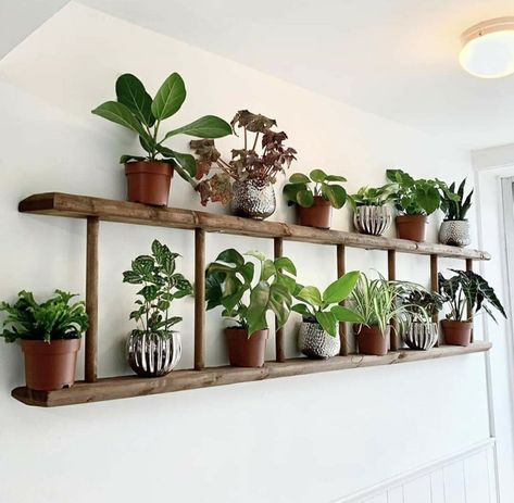 Plant Ladder, Plant Display Ideas, Old Ladder, Inside Plants, Patio Decorating Ideas On A Budget, Plant Decor Indoor, House Plants Decor, Plant Shelves, Diy Plants