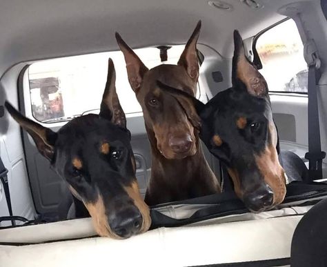 Geraldine Grus, Doberman Pinscher Dog, Doberman Dogs, Three Dogs, Pretty Dogs, Dream Baby, Doberman Pinscher, Doberman, Fur Babies