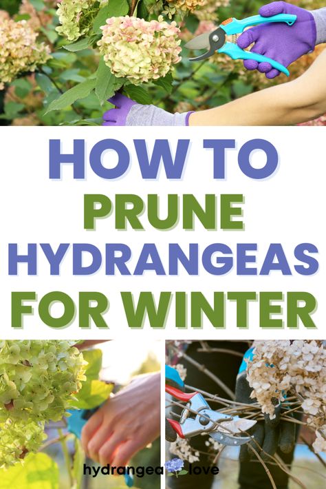 Hydrangea Winter Care, Fall Garden Care, Winter Hydrangea, Hydrangea Plant Care, Prune Hydrangeas, Propagating Hydrangeas, Shade Loving Shrubs, Hydrangea Potted, Pruning Hydrangeas