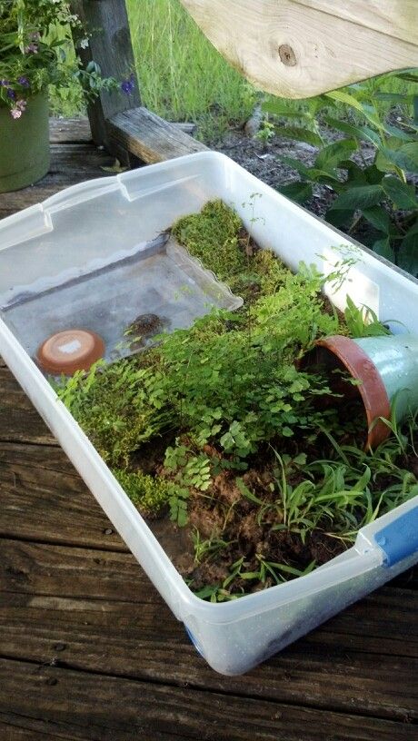 Small Turtle Tank Ideas Diy, Turtle Homes Ideas Outdoor, Turtle House Ideas, Box Turtle Habitat Outdoor Diy, Painted Turtle Tank Ideas, Turtle Homes Ideas, Turtle Terrarium Ideas, Snail Enclosure, Outdoor Box Turtle Habitat