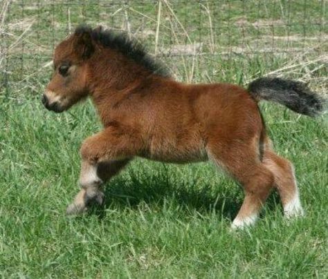 Life Love Coffee on Twitter: "Miniature horse #CuteAnimals… " Ahal Teke, Miniature Ponies, Mini Horse, Baby Horses, Baby Animals Pictures, Miniature Horse, Cute Horses, Cute Animal Pictures, Horse Love