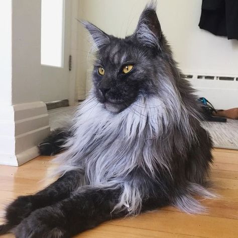 14 Facts You Didn’t Know About Maine Coon Cats - The Paws Grey Cat, Maine Coon, A Black, Black Cat, Maine, Grey, Green, Black