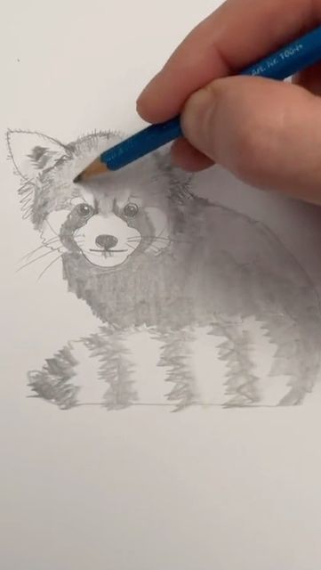 Panda Drawing Easy, Red Panda Drawing, Red Panda Cute, Panda Drawing, Drawing Lesson, Sketches Easy, Easy Drawing, Red Panda, Drawing Lessons