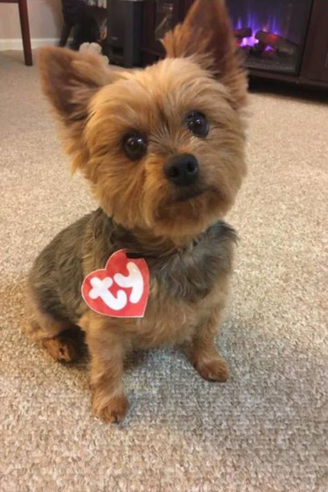 This easy, last-minute costume takes only a few minutes to cut out of construction paper and attach to your pet's collar. (You could even use a real Ty Beanie Baby tag!) Ty Costume, Closet Costumes, Best Dog Halloween Costumes, Easy Closet, Costumes For Dogs, Best Costumes, Puppy Costume, Pet Halloween Costumes, Funny Costumes