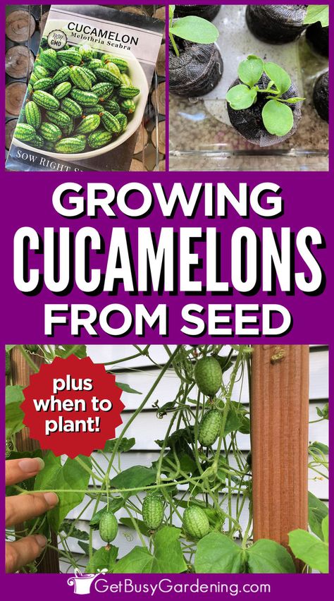 cucamelons growing on the vine in a garden off of a trellis Cucamelon Plant, Indoor Kitchen Garden, Pot Trellis, Vertical Trellis, Garden In Pots, Shade Gardening, Indoor Kitchen, Garden Container, When To Plant