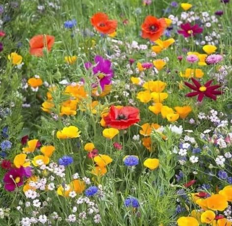 Wild Flower Meadow, Paper Daisy, Daisy Love, Flower Meadow, Meadow Flowers, Grass Seed, California Poppy, Evening Primrose, Wildflower Seeds