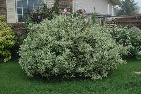 Ivory Halo Dogwood (Cornus alba 'Ivory Halo') at Dutch Growers Garden Centre Halo Dogwood, Ivory Halo Dogwood, Dogwood Bush, Cornus Alba, Landscape Nursery, Low Maintenance Shrubs, Garden Shrubs, Landscaping Supplies, Landscape Designs