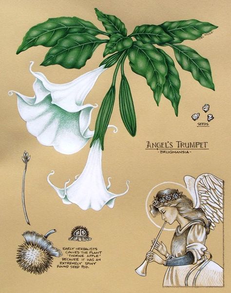 One of the things I like best about visiting the garden district of New Orleans — along with the lovely old buildings and the tantalizing assortment of ... Trumpet Tattoo, Angel Trumpet Plant, Angels Trumpet, Angel's Trumpet, Deadly Plants, Botanical Notebook, Angel Trumpet, Plant Tattoo, Poisonous Plants