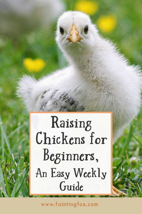 Raising Chickens for Beginners, An Easy Weekly Guide Chicks For Beginners, Raising Turkeys, Urban Chicken Farming, Chicken Raising, Baby Chicks Raising, Raising Chicks, Urban Chickens, Backyard Chicken Farming, Laying Hens