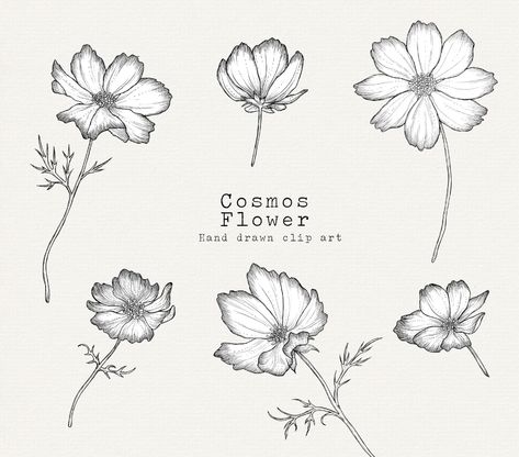 Cosmos Flower Clipart Spring Clipart Floral Clip Art for | Etsy Flowers Cosmos, Art For Wedding, Cosmos Tattoo, Flower Tattoo Stencils, Tattoo Mom, Backgrounds Flowers, Stationary Business, Chocolate Cosmos, Dibujo Simple