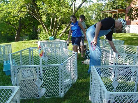 Petting Zoo Traveling Petting Zoo Ideas, Petting Zoo Ideas, Mobile Petting Zoo, Farm Goats, Petting Zoo Party, Outdoor Pet Bed, Zoo Zoo, 11 Birthday, Zoo Ideas