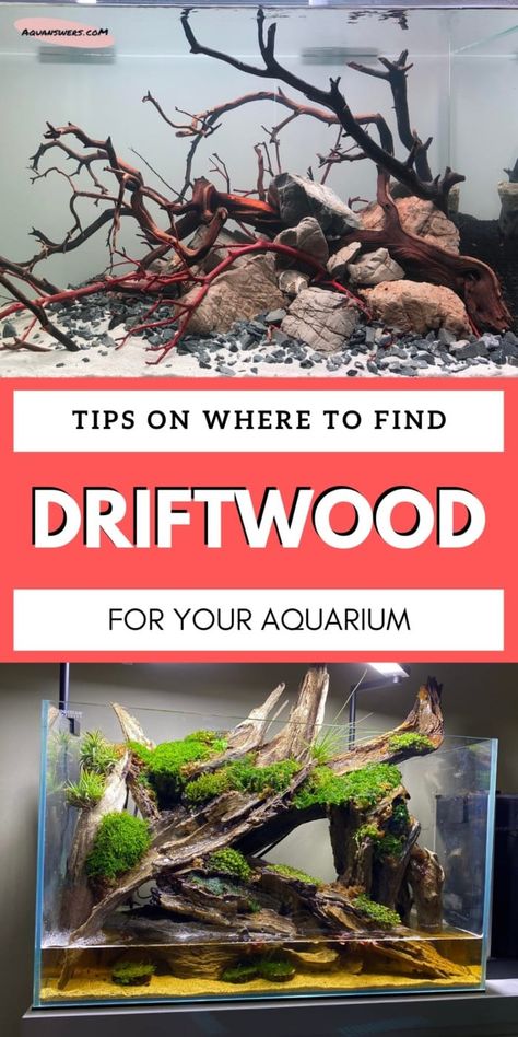 Diy Aquarium Decor, Freshwater Plants, Fish Tank Terrarium, Diy Fish Tank, Fish Tank Design, Aquascape Design, Aquarium Driftwood, Aquarium Terrarium, Fresh Water Fish Tank